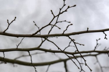 Hollanda 4-4-2024 Amsterdam 'daki Tilia Cordata Tree' nin Kapalı Dalı