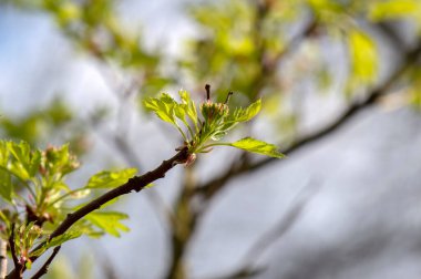 Crataegus Crataegus Pinnatifida Var Amsterdam 'daki Bir Ağacın Büyük Dalları 19-3-2024