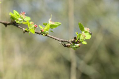 Amsterdam 'da Malus Evereste' nin Yakın Kolları 18-3-2024