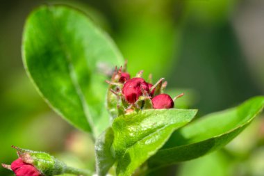 Amsterdam 'da Malus Evereste' nin Yakın Kolları 18-3-2024