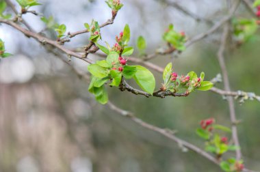 Amsterdam 'daki Malus Evereste Ağacı' nın Yakın Kolları 19-3-2024