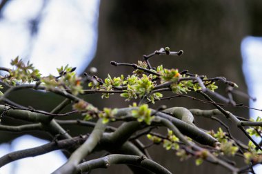Amsterdam 'daki Ulmus Camperdownii' nin Yakın Kolları 4-4-2024