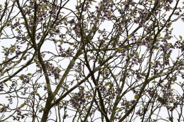 Amsterdam 'daki Broussonetia Papyrifera Ağacı' nı kapatın Hollanda 6-5-2024