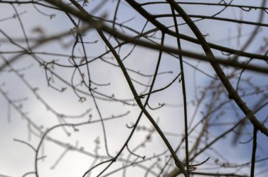 Bir Acer Saccharinum 'un Yakın Dalları Amsterdam' da Zarif Ağaç Doğurdu Hollanda 4-4-2024