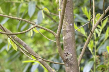 Amsterdam 'daki Asmina Triloba Ağacı' nın Kapalı Dalları 6-5-2024