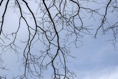 Amsterdam 'da Gökyüzündeki Bir Ağacın Dallarını Kapat Hollanda 26-3-2024