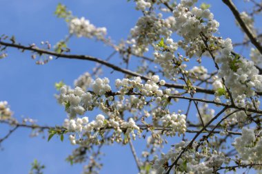 Amsterdam 'da Kiraz Çiçeklerini Kapatın Hollanda 24-4-2023