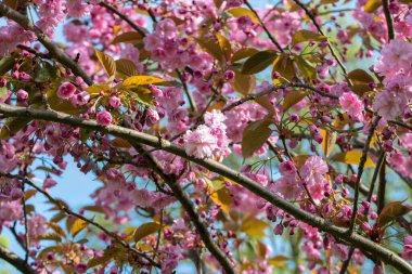 Amsterdam 'da Kiraz Çiçeklerini Kapatın Hollanda 24-4-2023