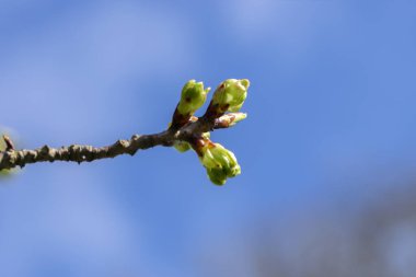Amsterdam 'daki Prunus Serrulata Shogetsu Ağacı' nın Tomurcukları 18-3-2024