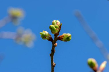 Close Up Buds Of A Prunus Serrulata Shogetsu Tree At Amsterdam The Netherlands 18-3-2024 clipart