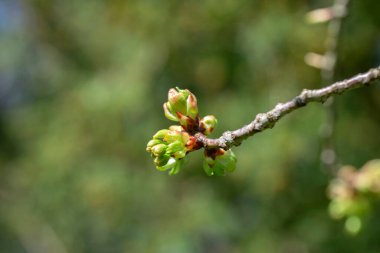 Amsterdam 'daki Prunus Serrulata Shogetsu Ağacı' nın Tomurcukları 18-3-2024