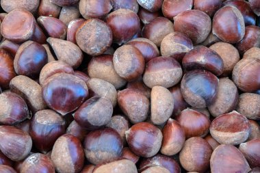 Amsterdam 'daki Kestane Çetesini Kapat Hollanda 26-1-2023