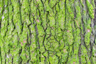 Amsterdam 'daki Cedrus Libani Tedarik Kampanyası' nı kapatın Hollanda 14-3-2024