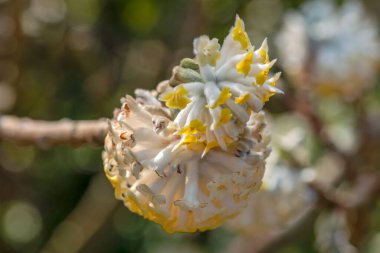 Close Up Edgeworthia Chrysantha At Amsterdam The Netherlands 7-3-2024 clipart