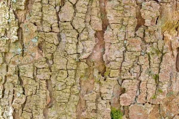 stock image Close Up Bark Of A Acer Pseudoplatanus Tree At Amsterdam The Netherlands 4-4-2024