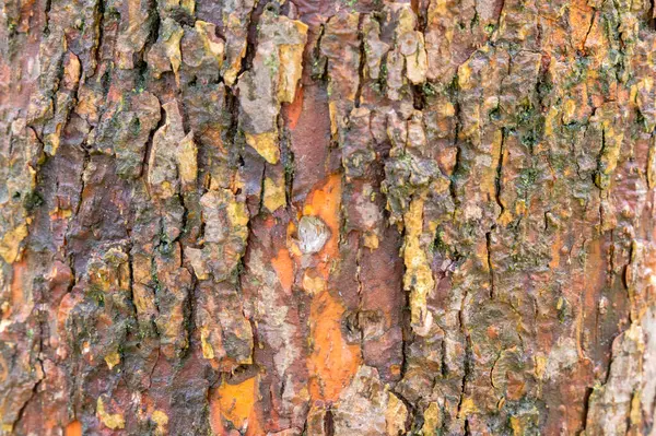 stock image Close Up Bark Of A Davidia Involucrata Tree At Amsterdam The Netherlands 4-4-2024