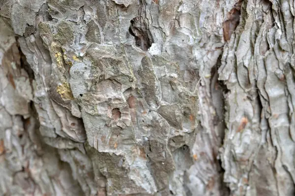 stock image Close Up Bark Of A Pinus Nigra Tree At Amsterdam The Netherlands 23-5-2022