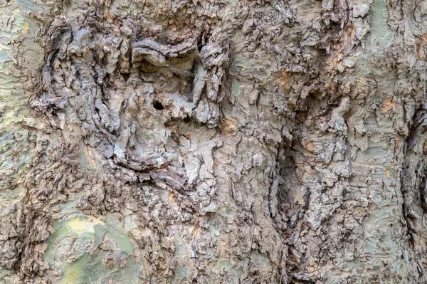 stock image Close Up Branches Of A Platanus Hispanica Tree At Amsterdam The Netherlands 4-4-42024