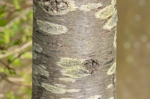 Amsterdam 'daki Prunus Dulcis Ağacı' nın Kabuğunu Kapat Hollanda 4-4-2024