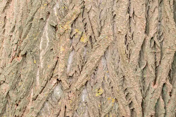 Amsterdam 'daki Popüler Zenci Ağacının Kabuğu 6-5-2024