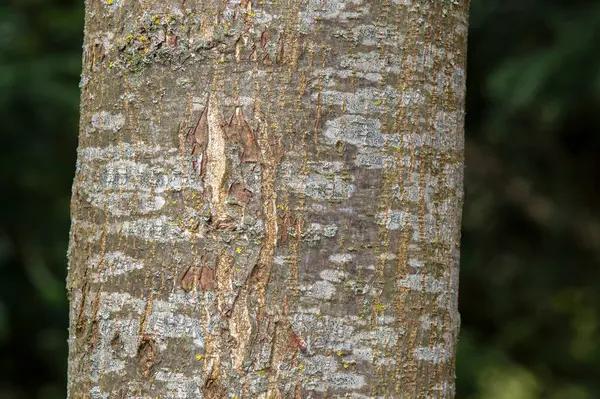 stock image Close Up Branches Ulmus Laevis Tree At Amsterdam The Netherlands 4-4-2024