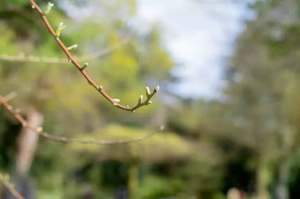 stock image Close Up Branch Of A Elaeagnus Angustifolia Tree At Amsterdam The Netherlands 4-4-2024