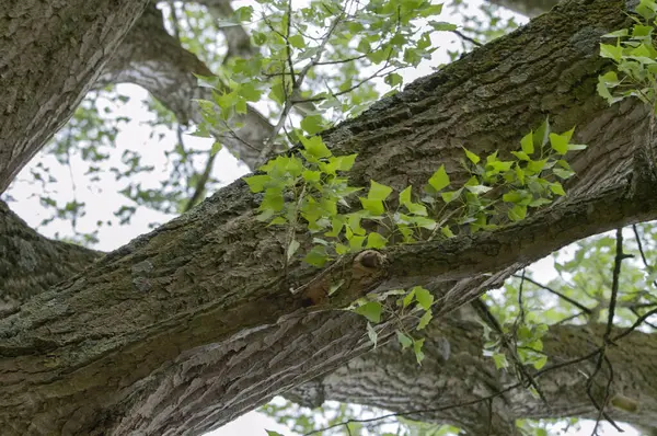 stock image Close Up Branch Of A Populus Nigra Tree At Amsterdam The Netherlands 6-5-2024