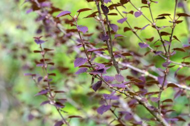 Close Up Leaves From A Cercidiphyllum Japonicum Rotfuchs Tree At Amsterdam The Netherlands 4-4-2024 clipart