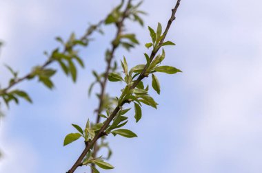 Amsterdam 'daki Prunus Dulcis Ağacının Yakın Yaprakları Hollanda 4-4-2024