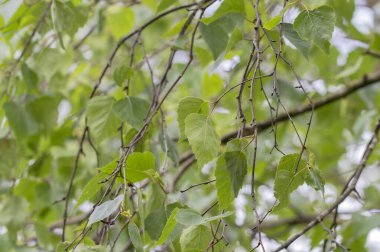 Amsterdam 'daki Betula Pendula Ağacının Yakın Yaprakları 6-5-20214