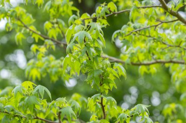 Close up Leaves Of A Liquidambar Styraciclua Tree At Amsterdam The Netherlands 6-5-2024 clipart