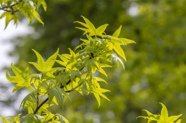 Close Up Leaves Of A Liquidambar Styraciflua Tree At Amsterdam The Netherlands 6-5-2024 clipart