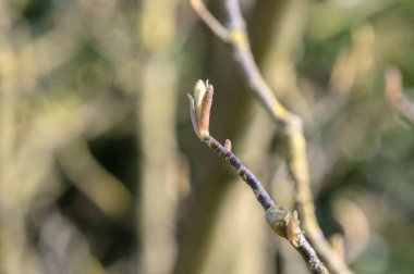 Amsterdam 'daki Manolya Cennet Kokusunu Kapat Hollanda 19-3-2024