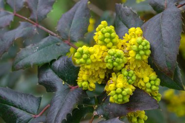 Amsterdam 'daki Mahonia Aquifolium Fabrikasını Kapat. Hollanda 28-3-2023