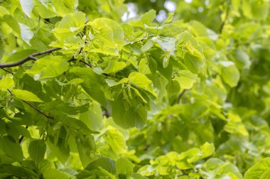 Yakın plan Tilia Amerika Ağacı 'nı Amsterdam' da bırakıyor Hollanda 6-5-2024