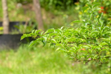 Amsterdam 'da Japon Styrax Yaprakları 6-5-2024