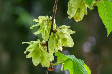 Amsterdam 'daki Ulmus Camperdownii Ağacının Yakın Yaprakları Hollanda 15-5-2021