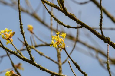 Amsterdam 'daki Drummondii Ağacı' nın Yeni Yaprakları 4-4-2024