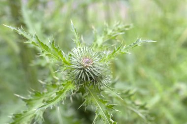Amsterdam 'da Bir Carduus Yabani Çiçeğinin Dikenini Kapat Hollanda 20-5-2024