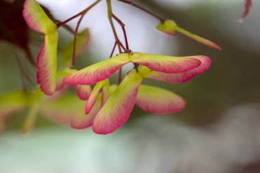 Amsterdam 'da Bir Acer Palmatum Ağacına Yaklaş Hollanda 23-5-2022