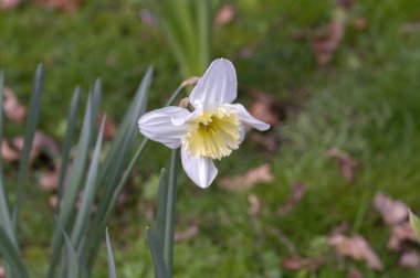 Amsterdam 'da Narcissus Çiçeğinin Kapanışı Hollanda 19-3-2024