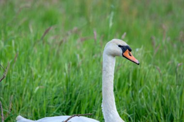 Abcoude 'da Bir Kuğunun Kapanışı Hollanda 5-5-2024
