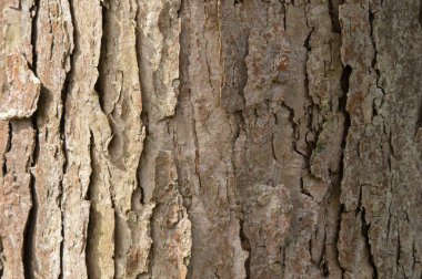 Amsterdam 'da Platanoides Drummondii Ağacı' nın Kabuğunun Kapanışı Hollanda 4-4-2024