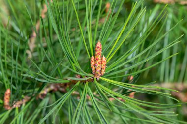 Close Up Pinus Bungeana Tree At Amsterdam The Netherlands 4-4-2024 clipart