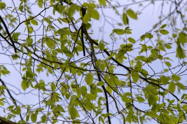 Amsterdam 'daki Carpinus Betuli Ağacı' nın Yaprakları 4-4-2024