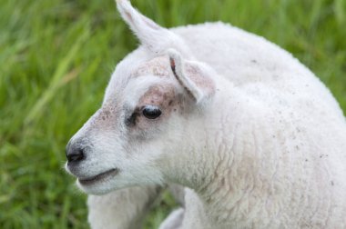 Abcoude 'daki bir kuzunun başını kapat Hollanda 5-5-2024