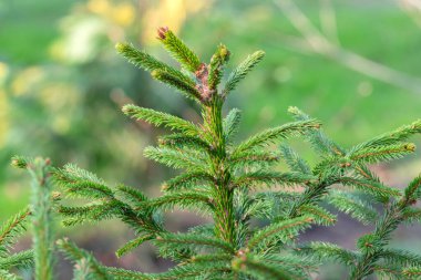 Close Up Picea Abies Tree At Amsterdam The Netherlands 8-3-2024 clipart