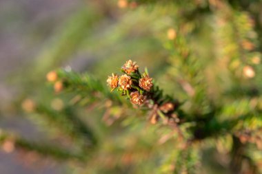 Amsterdam 'daki Picea Abies Tree' yi kapatın Hollanda 21-3-2022