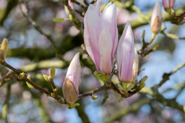 Amsterdam 'daki Pembe ve Beyaz Manolya Ruh Çiçekleri 14-3-2024