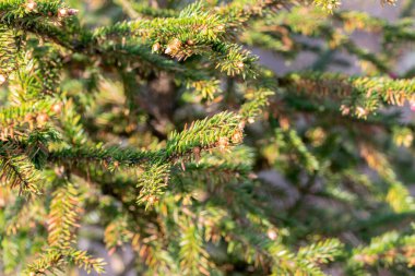 Amsterdam 'daki Picea Abies Tree' yi kapatın Hollanda 21-3-2022